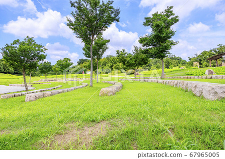Bami hilly park sunflower summer 67965005