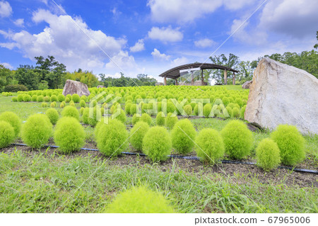 Bami hilly park sunflower summer 67965006