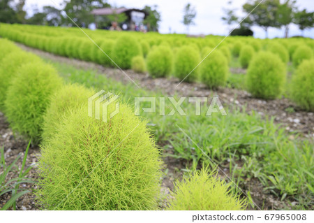Bami多小山公園向日葵夏天 67965008