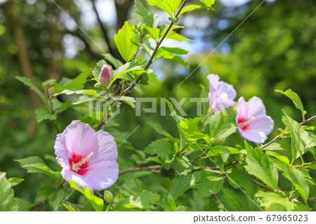 Bami hilly park sunflower summer 67965023