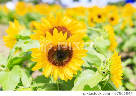 Bami hilly park sunflower summer 67965044