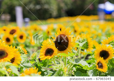 Bami hilly park sunflower summer Bami hilly park sunflower summer 67965045
