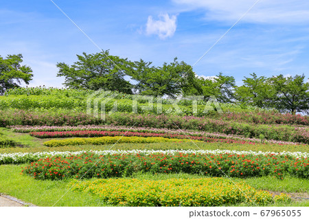 Bami hilly park sunflower summer 67965055