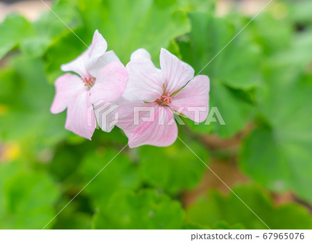 粉色天竺葵花語 決定 照片素材 圖片 圖庫