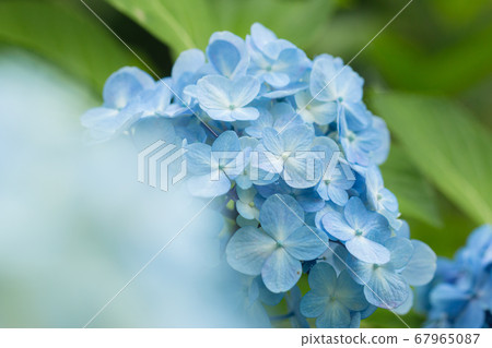hydrangea   67965087