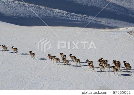 Flock of wild sheep Marco Polo in the Tien Shan mountains 67965091