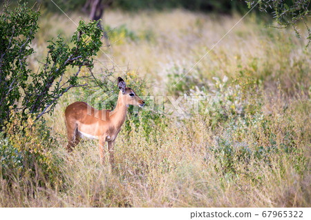 Some antelopes in the grass landscape of Kenya Some antelopes in the grass landscape of Kenya 67965322