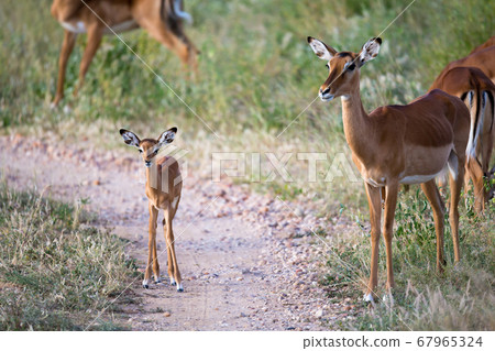 Some antelopes in the grass landscape of Kenya Some antelopes in the grass landscape of Kenya 67965324