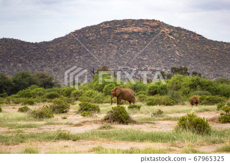Red elephants walking between the bush in front of 67965325
