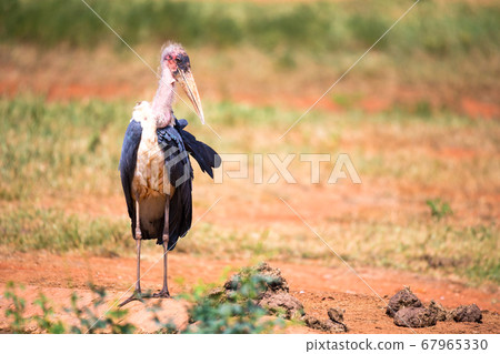 A marabou bird in the savanna with red soil 67965330