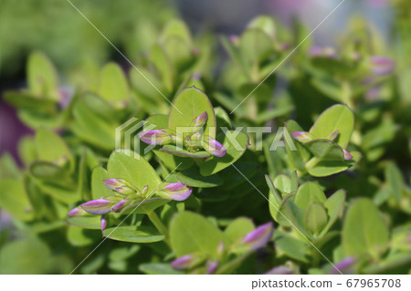 Myrtle-leaf milkwort Myrtle-leaf milkwort 67965708