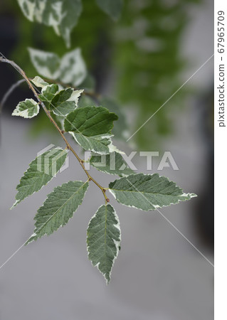 Small-leaved elm Silvery Gem 67965709