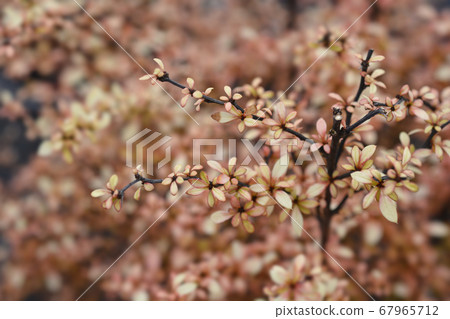 Japanese barberry Golden Dream 67965712