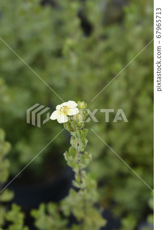 Shrubby Cinquefoil 67965713
