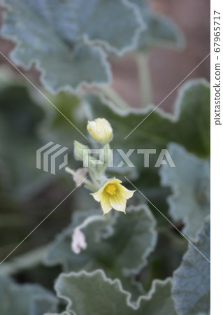 Squirting cucumber Squirting cucumber 67965717