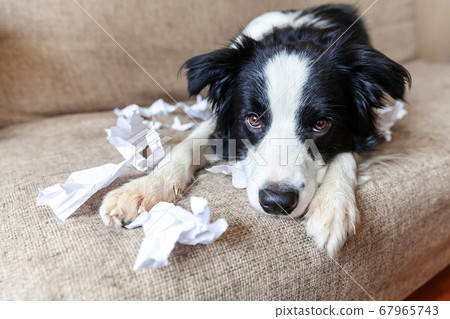 Naughty playful puppy dog border collie after 67965743