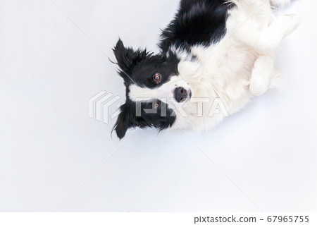 Funny studio portrait of cute smiling puppy dog Funny studio portrait of cute smiling puppy dog 67965755