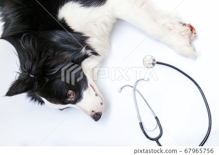 Puppy dog border collie and stethoscope isolated 67965756