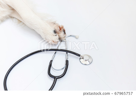 Puppy dog border collie paws and stethoscope 67965757
