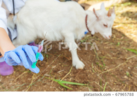 Young veterinarian woman with syringe holding and Young veterinarian woman with syringe holding and 67965788
