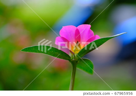Portulaca flowers that decorate the flowerbed Portulaca flowers that decorate the flowerbed 67965956