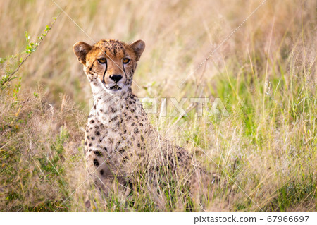 A portrait of a cheetah in the grass landscape 67966697