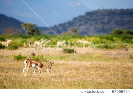 Some antelopes in the grass landscape of Kenya 67966704