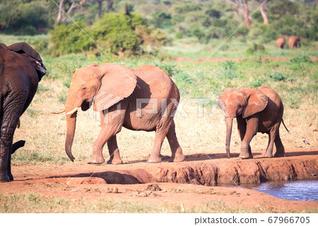 A family of red elephants at a water hole in the A family of red elephants at a water hole in the 67966705