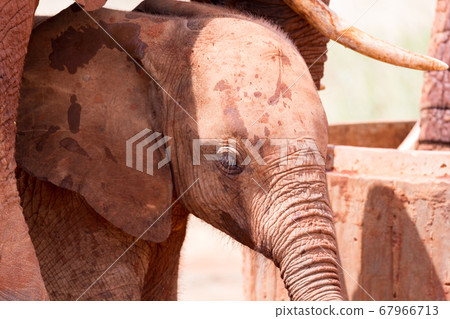 The face of a red baby elephant in closeup 67966713