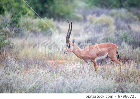 Grant Gazelle grazes in the vastness of the Kenyan 67966723