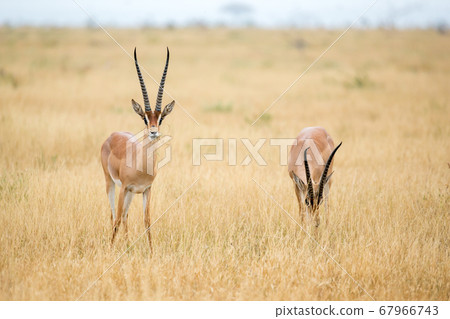 An antelopes in the grassland of the savannah of 67966743
