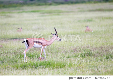 Gazelle grazes in the grassland of the savannah Gazelle grazes in the grassland of the savannah 67966752