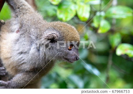 A little lemur on the branch of a tree in the 67966753