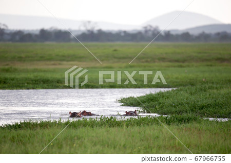 Some hippos in the waterhole with a lot of green 67966755