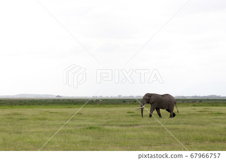 An elephant in the savannh of a national park An elephant in the savannh of a national park 67966757