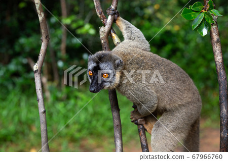 Lemurs in a rain forest on the trees, hopping from Lemurs in a rain forest on the trees, hopping from 67966760