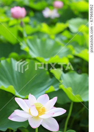 Lotus flower 67966962