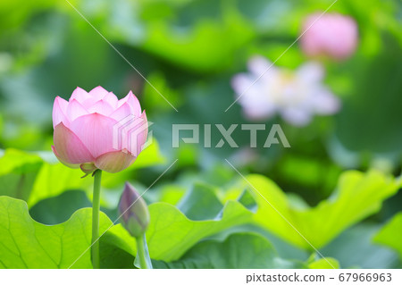 Lotus flower 67966963