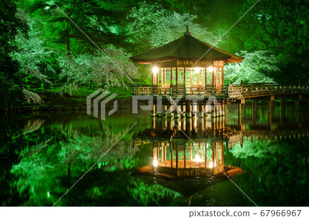 浮世堂和夜晚的櫻花（奈良縣奈良市） 67966967