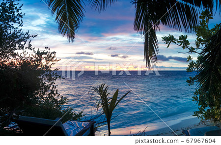 Sunset on the beach with a lot of plants 67967604