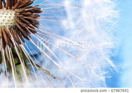 Dandelion seeds blowing in wind summer field on 67967681