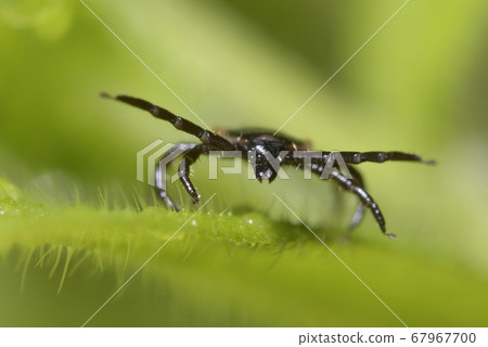 Ixode attacking sitting on a grass blade 67967700