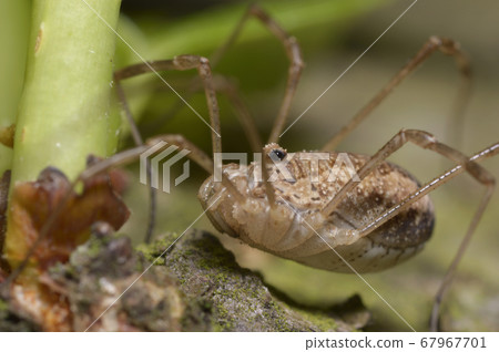 A harvestman spider, daddy longlegs, sitting on ground A harvestman spider, daddy longlegs, sitting on ground 67967701