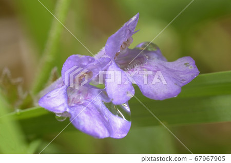 Purple wild flowers blooming in forest, early spring Purple wild flowers blooming in forest, early spring 67967905