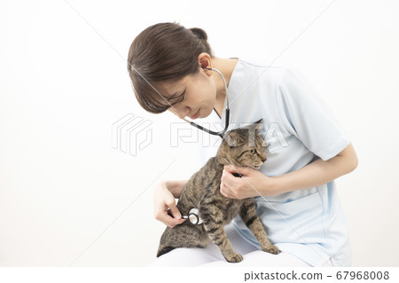 Female veterinarian putting a cat on his knees and wearing a stethoscope 67968008