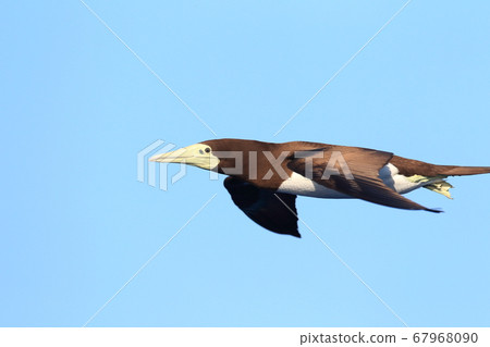 Boobies flying against the blue sky Boobies flying against the blue sky 67968090