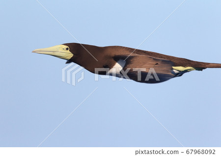 Boobies flying against the blue sky 67968092