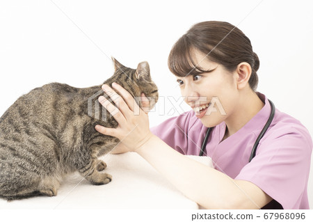 Female veterinarian examining a cat Female veterinarian examining a cat 67968096