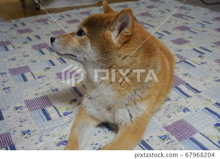 Shiba Inu Shiba Inu 67968204