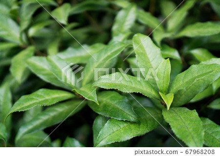 新鮮植物 新鮮植物 67968208